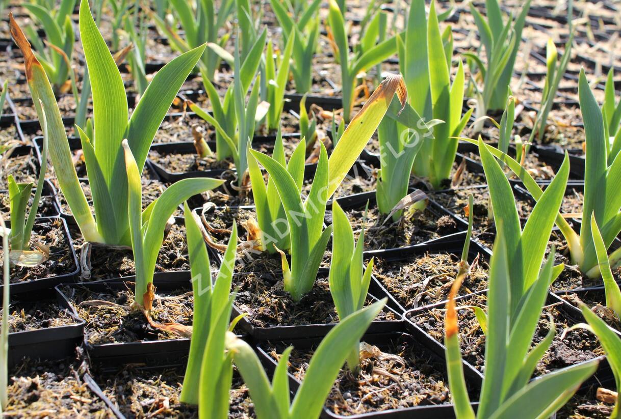 Kosatec německý 'Boule de Neige' - Iris barbata-elatior 'Boule de Neige'