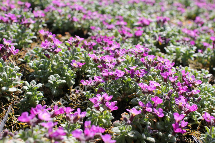 Tařička kosníkovitá 'Rosenteppich' - Aubrieta deltoides 'Rosenteppich'