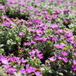 Tařička kosníkovitá 'Rosenteppich' - Aubrieta deltoides 'Rosenteppich'