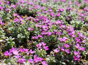 Tařička kosníkovitá 'Rosenteppich' - Aubrieta deltoides 'Rosenteppich'