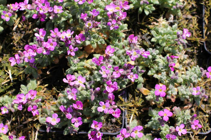 Tařička kosníkovitá 'Rosenteppich' - Aubrieta deltoides 'Rosenteppich'