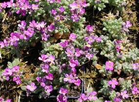 Tařička kosníkovitá 'Rosenteppich' - Aubrieta deltoides 'Rosenteppich'