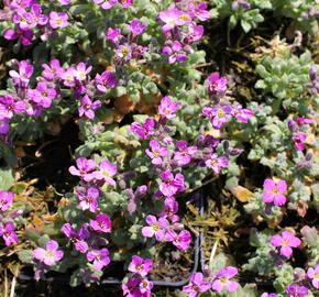 Tařička kosníkovitá 'Rosenteppich' - Aubrieta deltoides 'Rosenteppich'