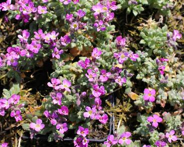 Tařička kosníkovitá 'Rosenteppich'