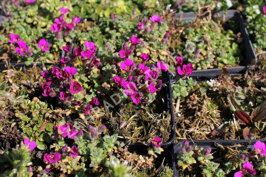 Tařička kosníkovitá 'Bressingham Red' - Aubrieta deltoides 'Bressingham Red'