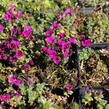 Tařička kosníkovitá 'Bressingham Red' - Aubrieta deltoides 'Bressingham Red'