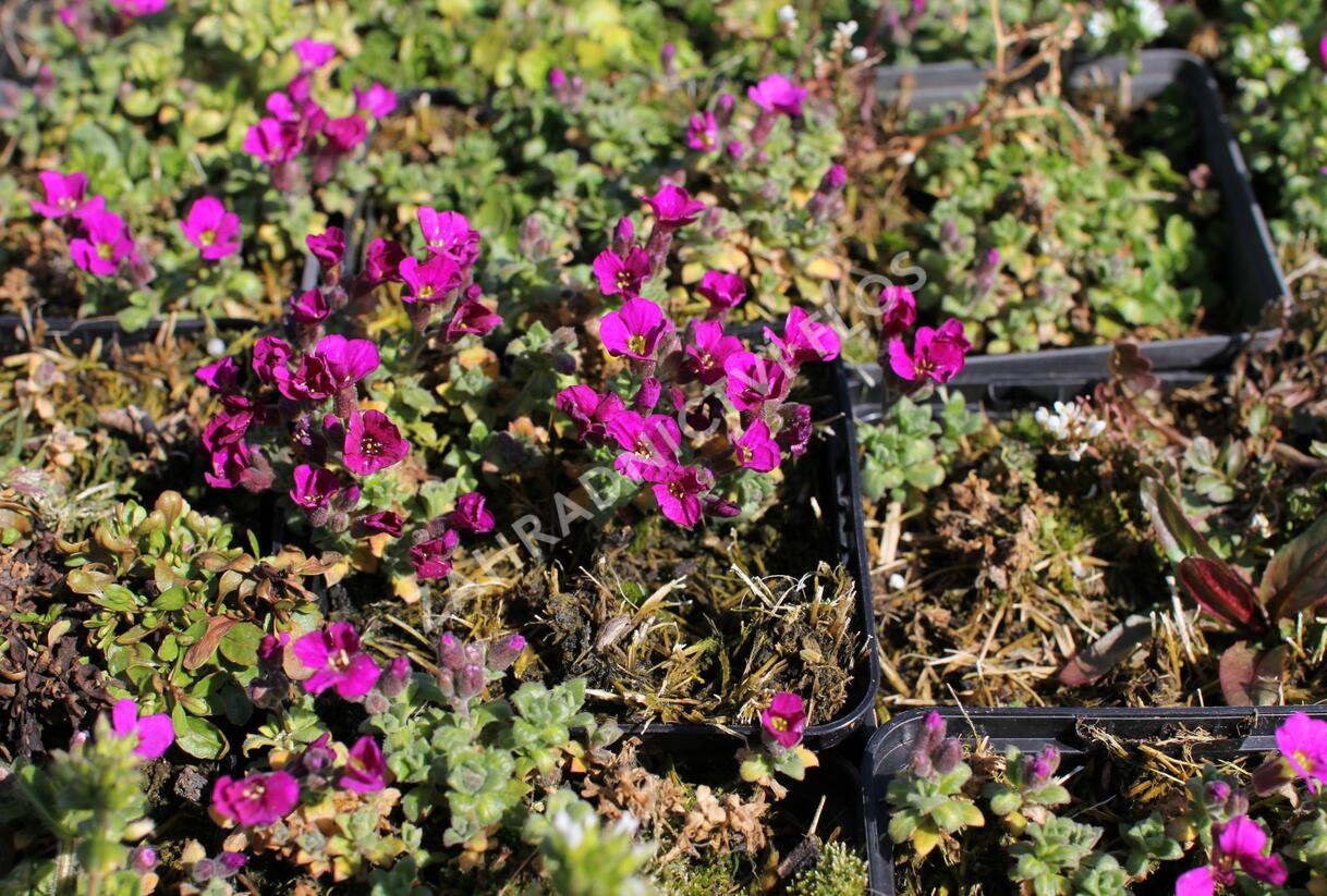 Tařička kosníkovitá 'Bressingham Red' - Aubrieta deltoides 'Bressingham Red'