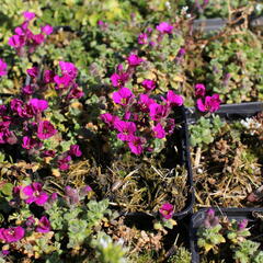 Tařička kosníkovitá 'Bressingham Red' - Aubrieta deltoides 'Bressingham Red'