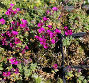 Tařička kosníkovitá 'Bressingham Red' - Aubrieta deltoides 'Bressingham Red'