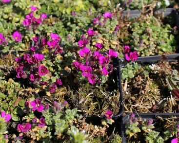 Tařička kosníkovitá 'Bressingham Red'