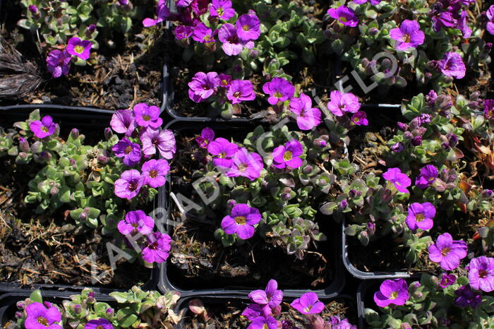 Tařička kosníkovitá 'Kitty' - Aubrieta deltoides 'Kitty'