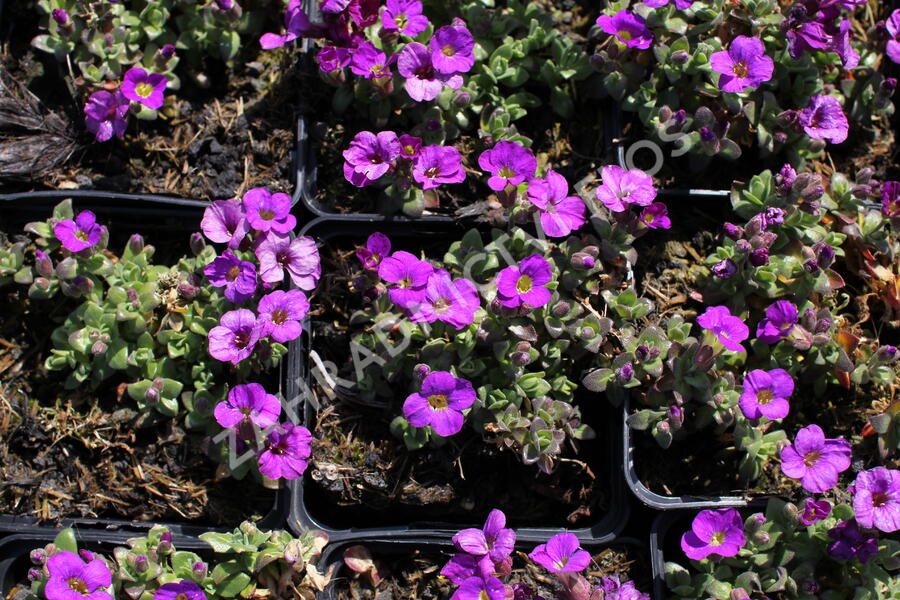 Tařička kosníkovitá 'Kitty' - Aubrieta deltoides 'Kitty'