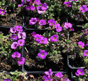 Tařička kosníkovitá 'Kitty' - Aubrieta deltoides 'Kitty'