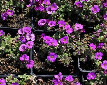 Tařička kosníkovitá 'Kitty'