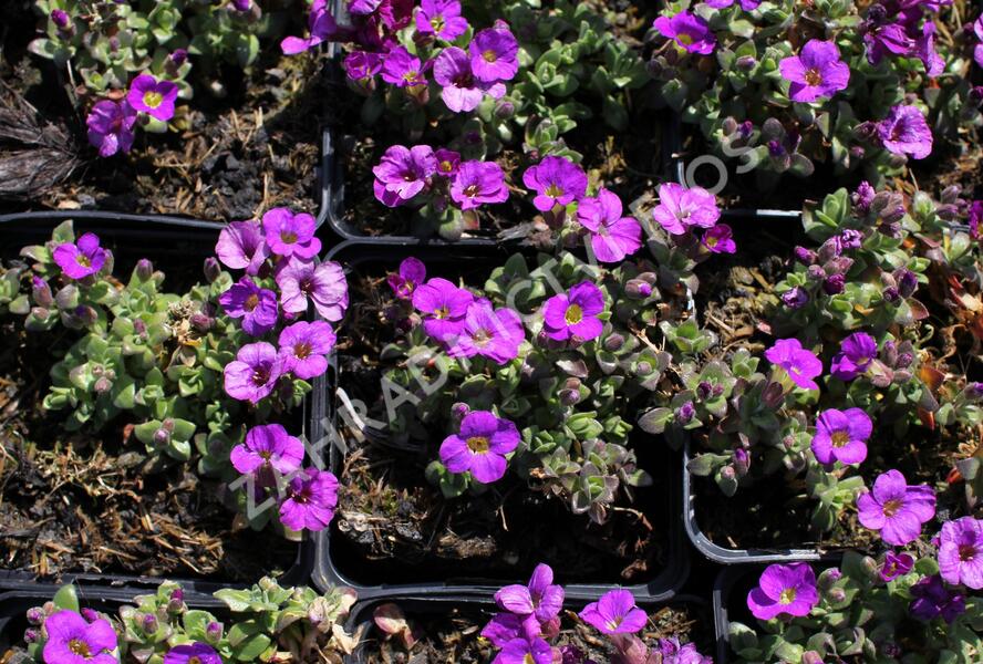 Tařička kosníkovitá 'Kitty' - Aubrieta deltoides 'Kitty'