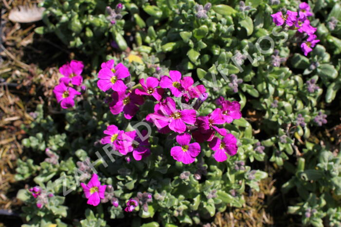 Tařička kosníkovitá 'Red Carpet' - Aubrieta deltoides 'Red Carpet'