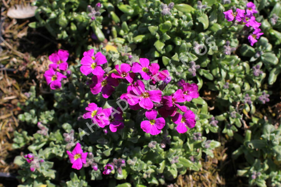 Tařička kosníkovitá 'Red Carpet' - Aubrieta deltoides 'Red Carpet'