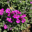 Tařička kosníkovitá 'Red Carpet' - Aubrieta deltoides 'Red Carpet'