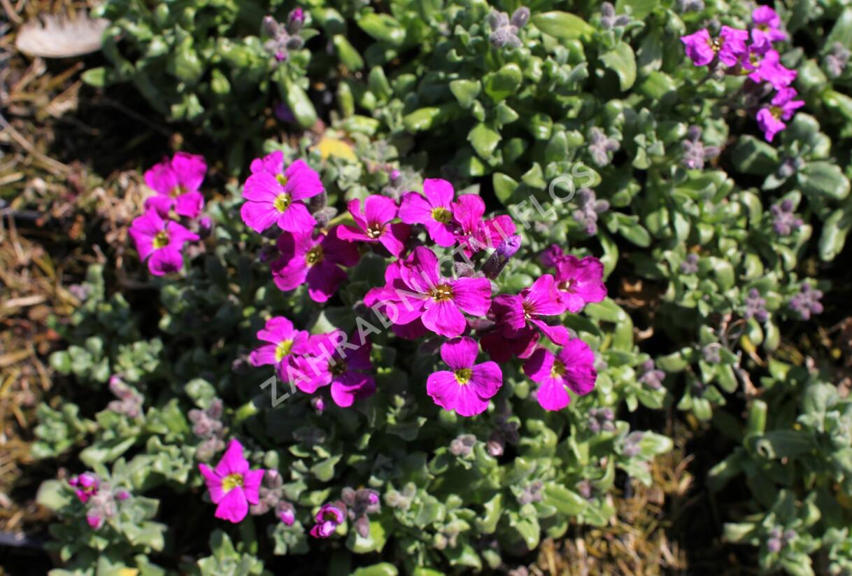Tařička kosníkovitá 'Red Carpet' - Aubrieta deltoides 'Red Carpet'