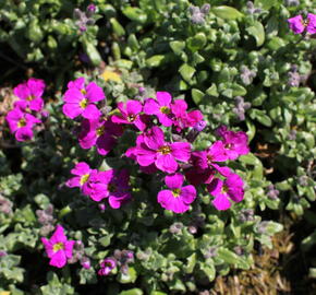 Tařička kosníkovitá 'Red Carpet' - Aubrieta deltoides 'Red Carpet'