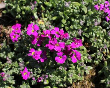 Tařička kosníkovitá 'Red Carpet'