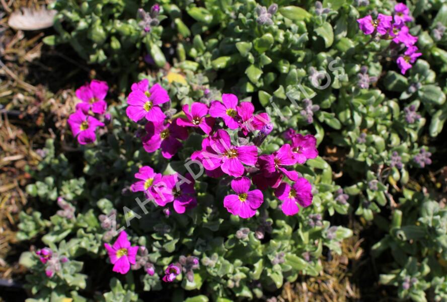 Tařička kosníkovitá 'Red Carpet' - Aubrieta deltoides 'Red Carpet'