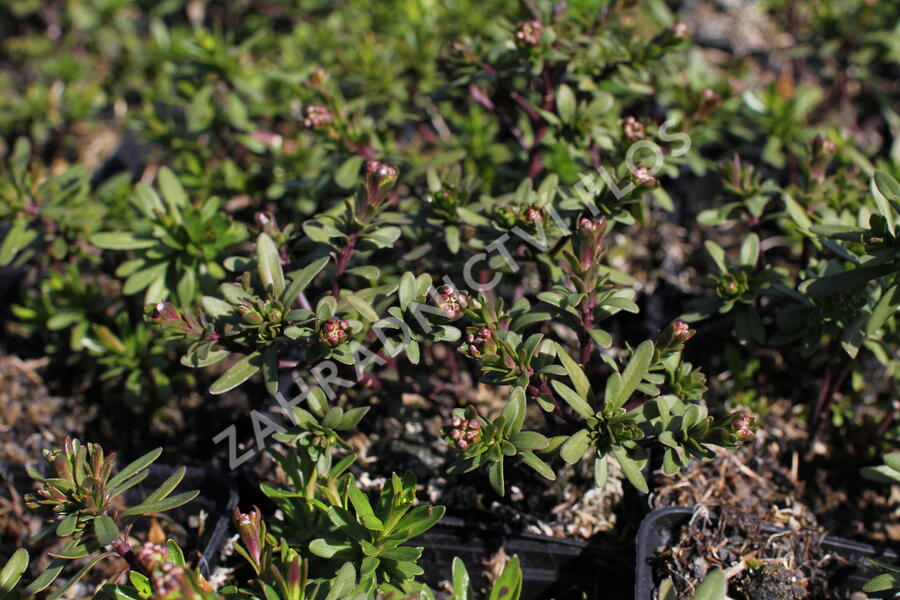 Iberka 'Zwergschneeflocke' - Iberis sempervirens 'Zwergschneeflocke'