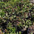 Iberka vždyzelená 'Zwergschneeflocke' - Iberis sempervirens 'Zwergschneeflocke'