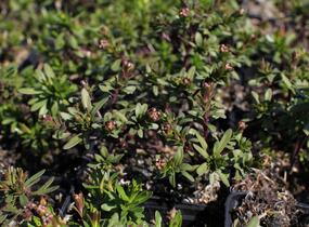 Iberka vždyzelená 'Zwergschneeflocke' - Iberis sempervirens 'Zwergschneeflocke'