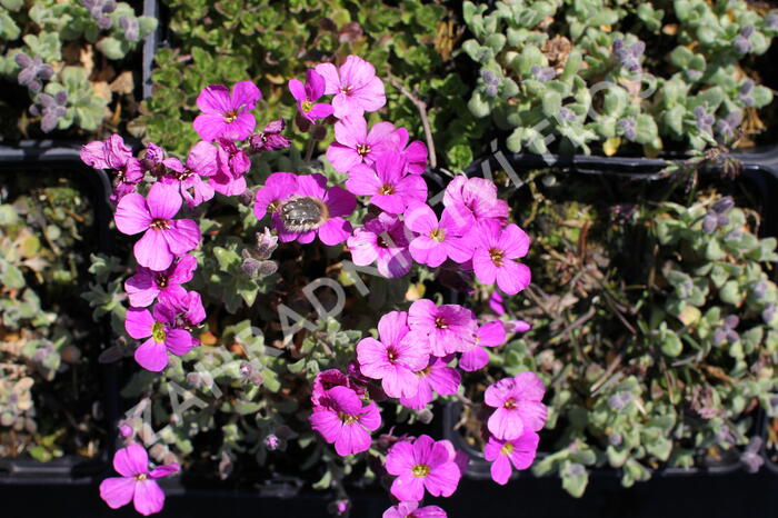 Tařička kosníkovitá 'Rubinfeuer' - Aubrieta deltoides 'Rubinfeuer'