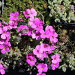 Tařička kosníkovitá 'Rubinfeuer' - Aubrieta deltoides 'Rubinfeuer'