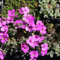 Tařička kosníkovitá 'Rubinfeuer' - Aubrieta deltoides 'Rubinfeuer'