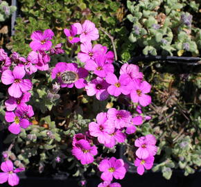 Tařička kosníkovitá 'Rubinfeuer' - Aubrieta deltoides 'Rubinfeuer'