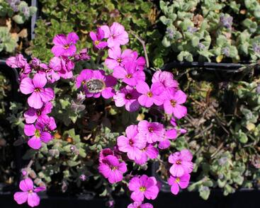 Tařička kosníkovitá 'Rubinfeuer'