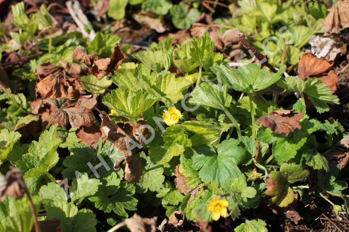 Mochnička kuklíkovitá 'Goldkäfer' - Waldsteinia geoides 'Goldkäfer'