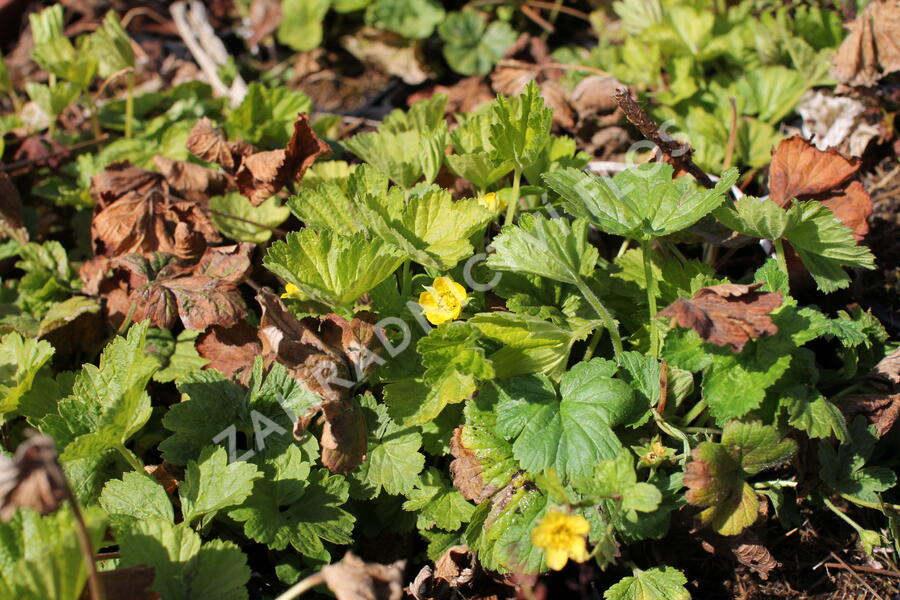 Mochnička kuklíkovitá 'Goldkäfer' - Waldsteinia geoides 'Goldkäfer'