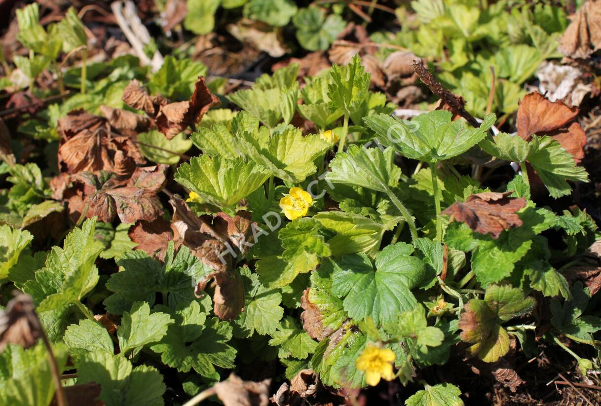 Mochnička kuklíkovitá 'Goldkäfer' - Waldsteinia geoides 'Goldkäfer'