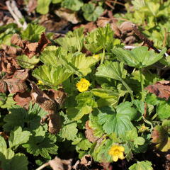 Mochnička kuklíkovitá 'Goldkäfer' - Waldsteinia geoides 'Goldkäfer'