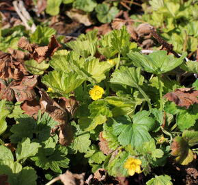 Mochnička kuklíkovitá 'Goldkäfer' - Waldsteinia geoides 'Goldkäfer'