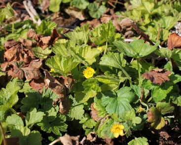 Mochnička kuklíkovitá 'Goldkäfer'
