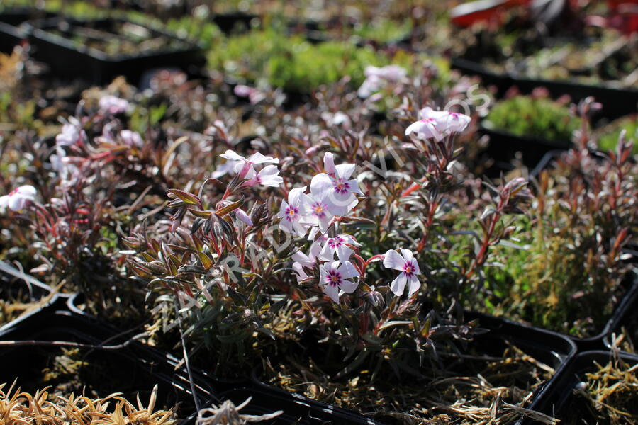Plamenka šídlovitá 'Spring Pink Dark Eye' - Phlox subulata 'Spring Pink Dark Eye'