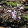 Plamenka šídlovitá 'Spring Pink Dark Eye' - Phlox subulata 'Spring Pink Dark Eye'