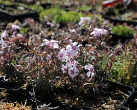 Plamenka šídlovitá 'Spring Pink Dark Eye'