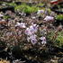 plamenka-sidlovita-spring-pink-dark-eye.jpg