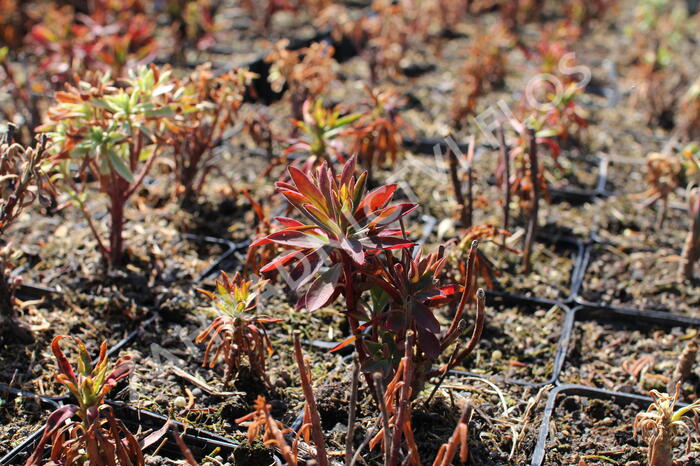 Pryšec hnědokvětý subsp. wulfenii - Euphorbia characias ssp. wulfenii