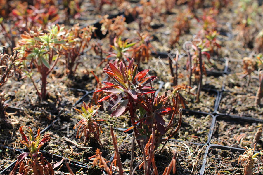 Pryšec hnědokvětý subsp. wulfenii - Euphorbia characias ssp. wulfenii