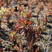 Pryšec hnědokvětý subsp. wulfenii - Euphorbia characias ssp. wulfenii