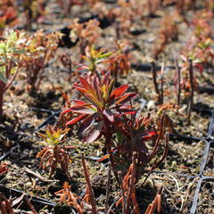 Pryšec hnědokvětý subsp. wulfenii - Euphorbia characias ssp. wulfenii