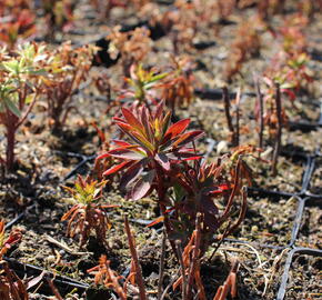 Pryšec hnědokvětý subsp. wulfenii - Euphorbia characias ssp. wulfenii