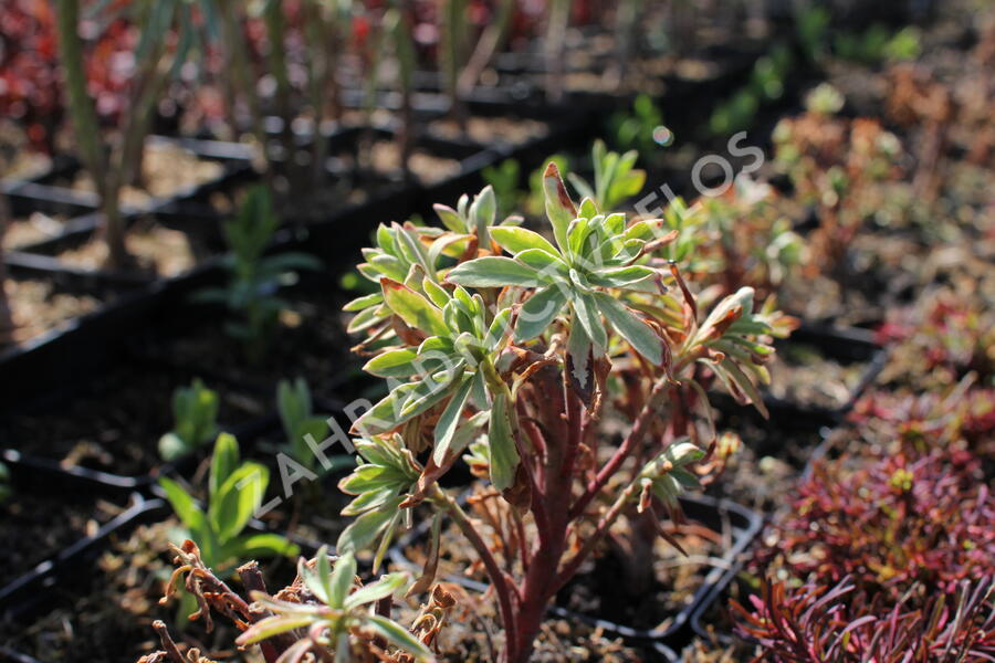 Pryšec hnědokvětý 'Silver Edge' - Euphorbia characias 'Silver Edge'